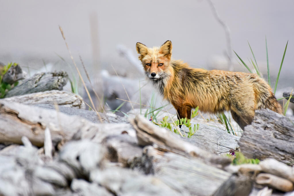 A red fox on a beach.