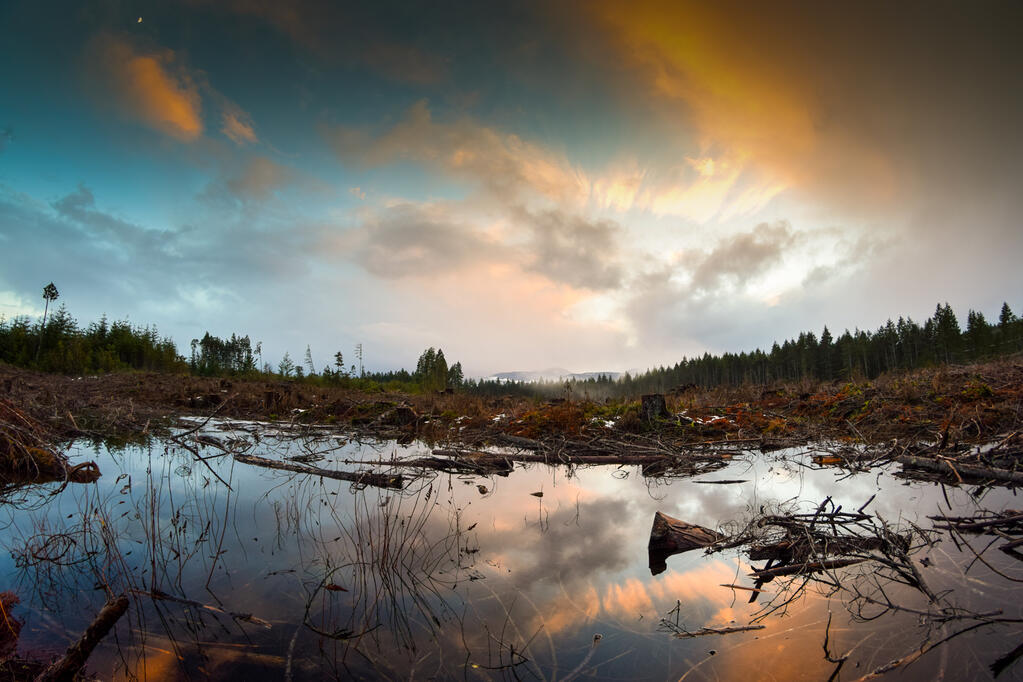 A clearcut forest at sunset.