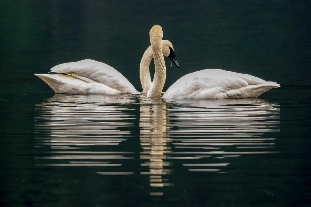 Trumpeter swans.