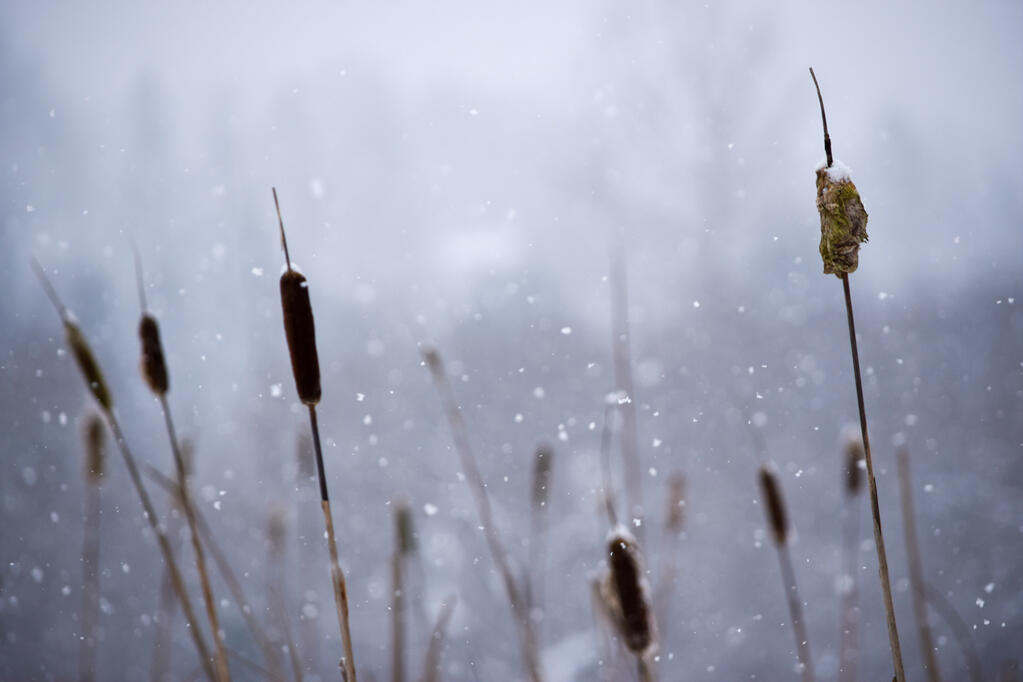 Reeds in the snow.