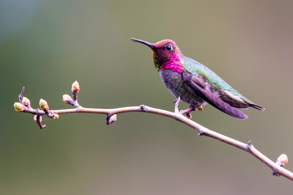 An Anna's hummingbird.