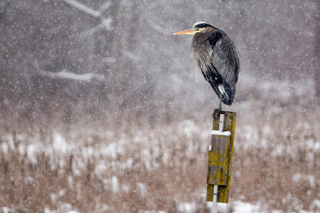A great blue heron in the snow.