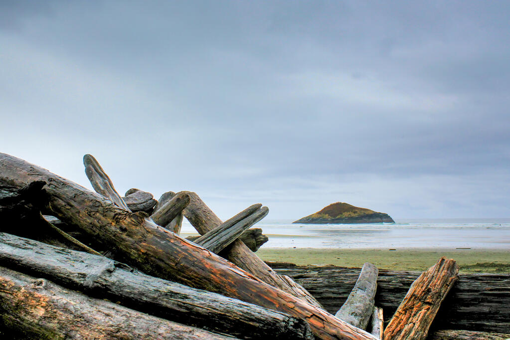 Driftwood on a beach.