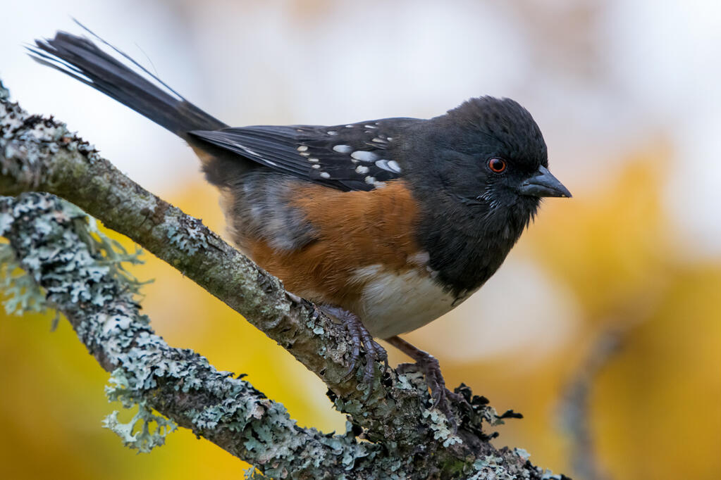 A spotted towhee.