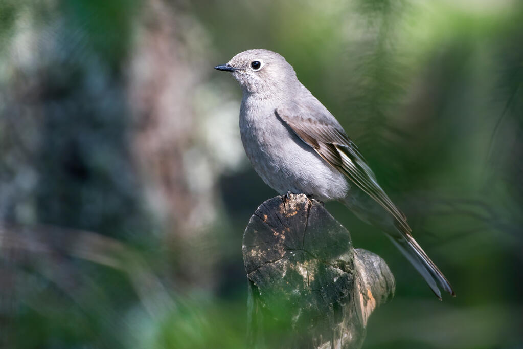 Townsend's solitaire.